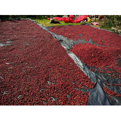 Filter Coffee from Honduras. Complex and refreshing.